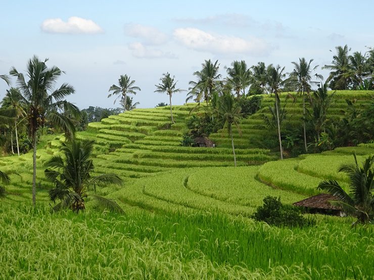 Chapitre premier : Bali, Java, Lombok, Gili. Du grandiose, de la magie et des déconvenues