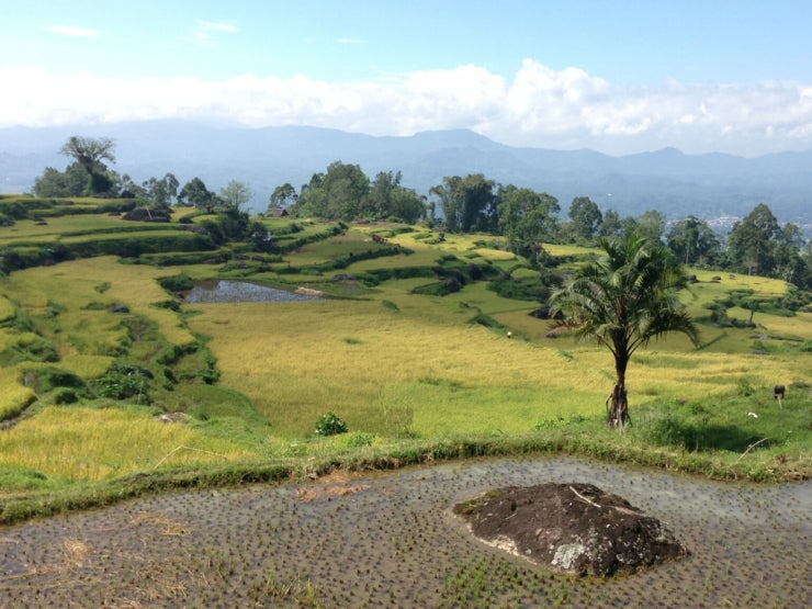 Chapitre sept – Sulawesi, l’apothéose